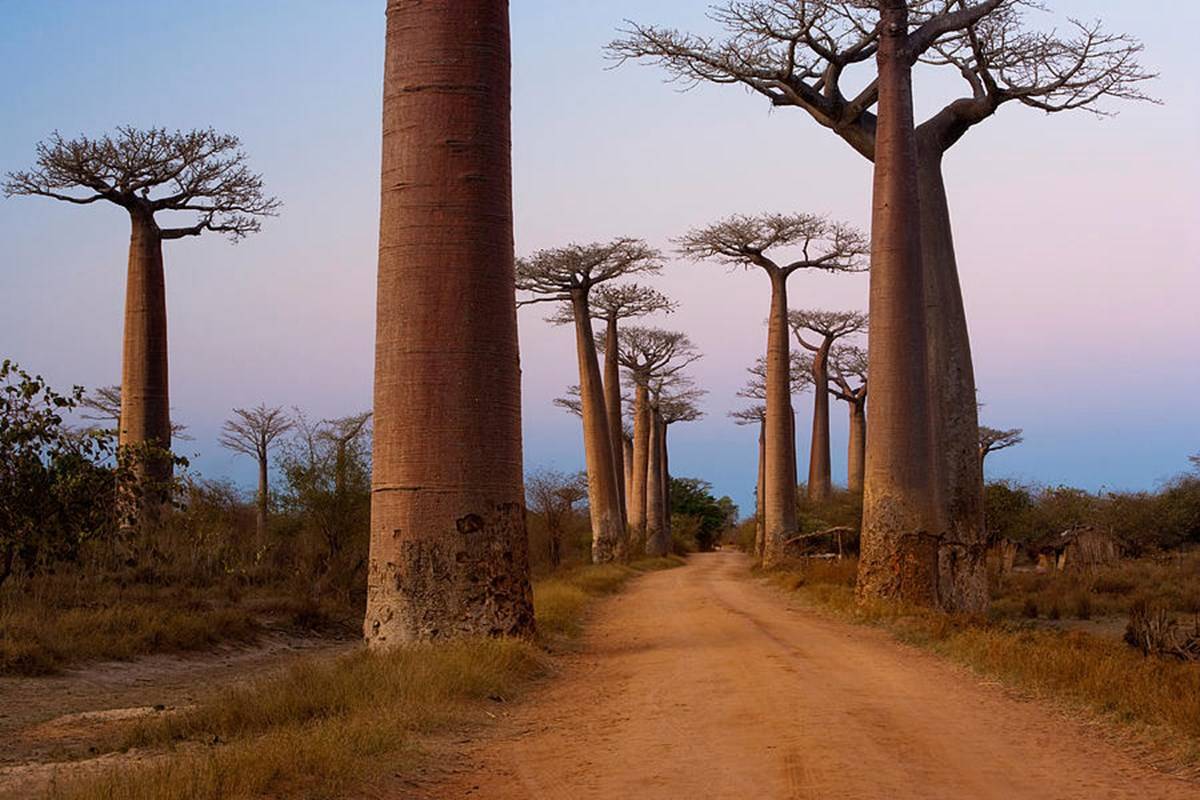 Baobab trees are magnificent and would leave you awestruck