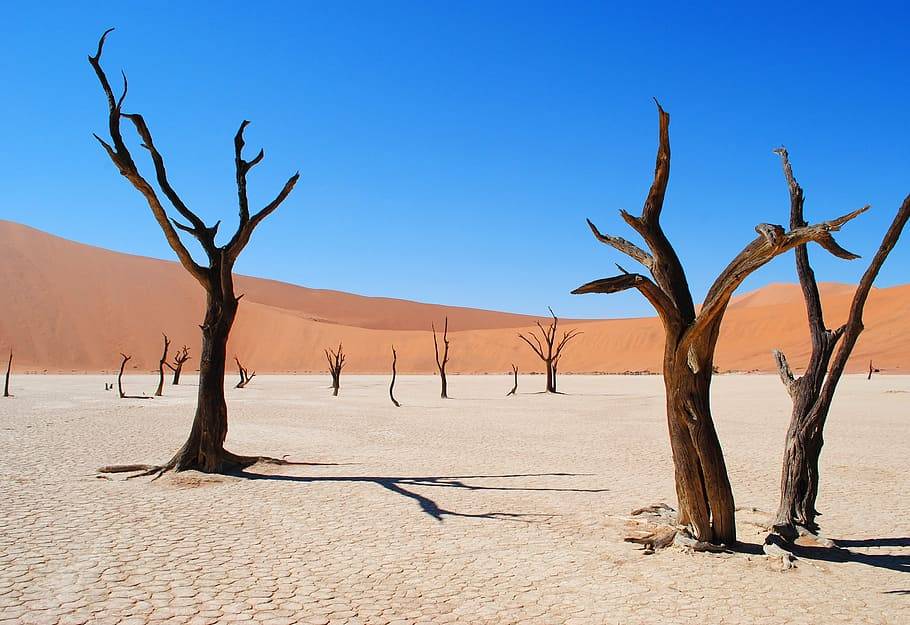 These trees don't just look like skeletons, they are actually dead