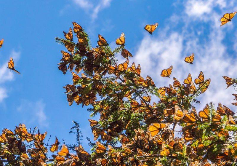 These trees are flocked by millions of monarch butterflies