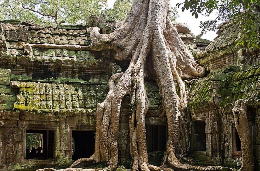 This huge tree looks like a giant resting against a wall