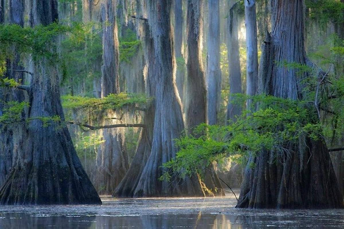These cypress trees stand in a lake