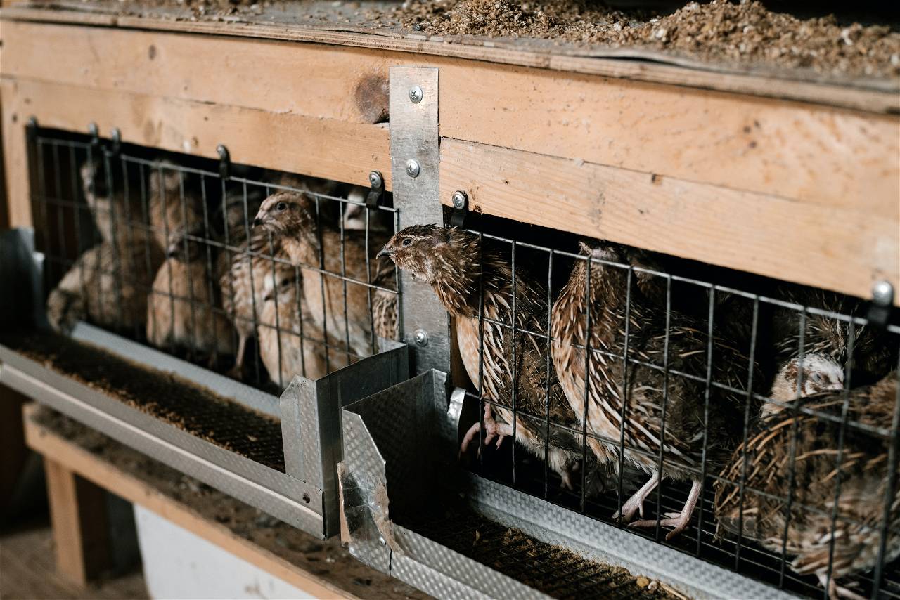 Quail Bird Farming