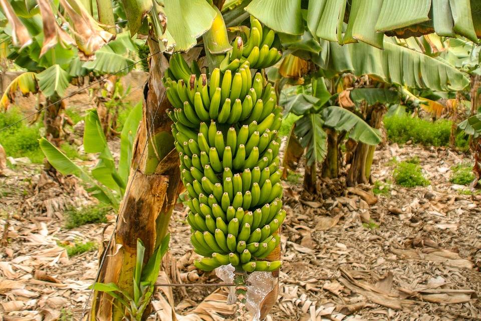 Banana Farming