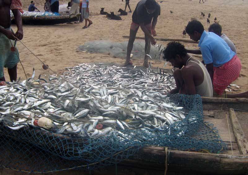 Fish and Fish Farmers