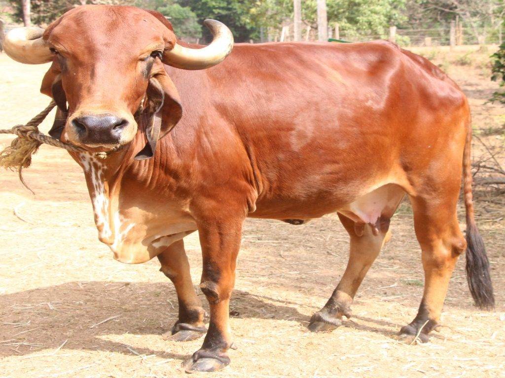 Gir Cow Breed