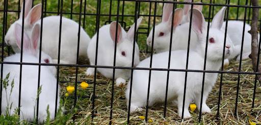 Rabbit Rearing Business