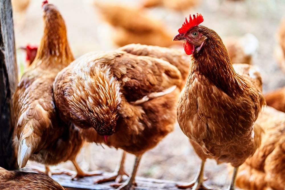Hens for Poultry Farming