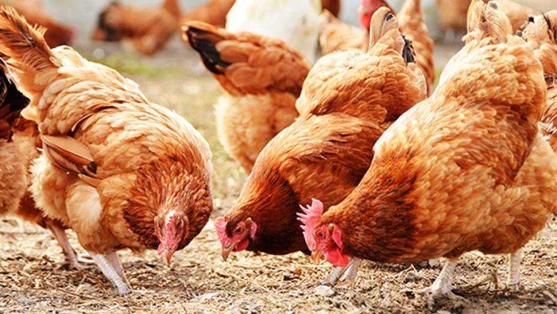 Poultry Farming 9 Tips To Expand The Livestock