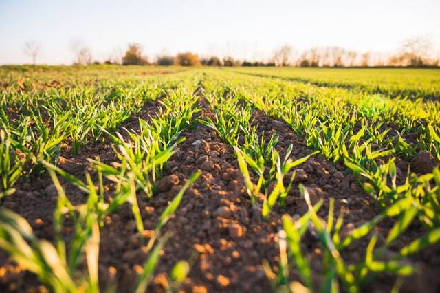 Agricultural Field