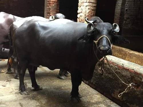 NABARD Offering Loan and Subsidy to Cow and Buffalo Farmers