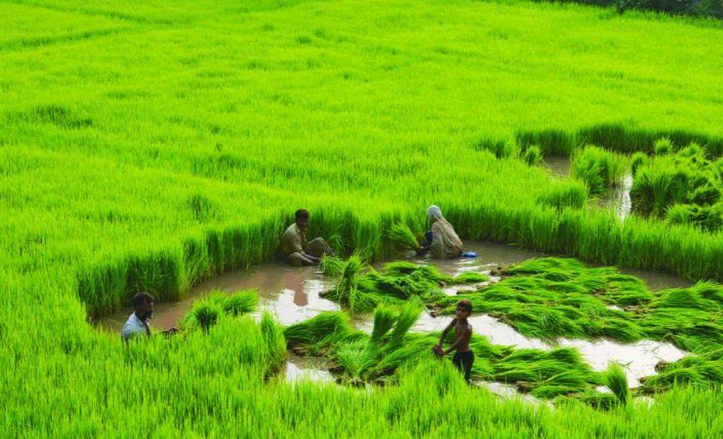 Skymet And Gramcover Releases Kharif Crop Outlook Report 2021 22   Kharif Crop 2 