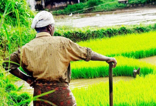 Farmer standing in the field