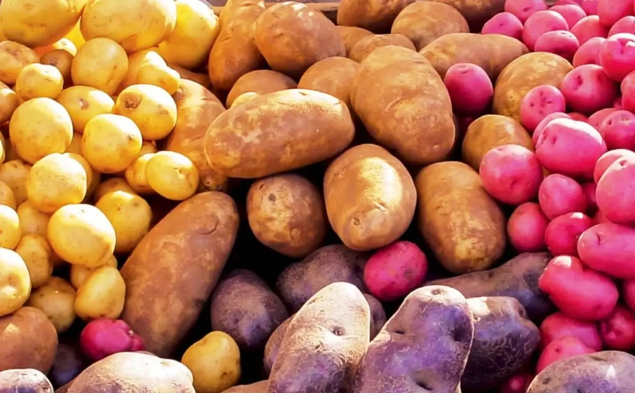 Different varieties of Potato