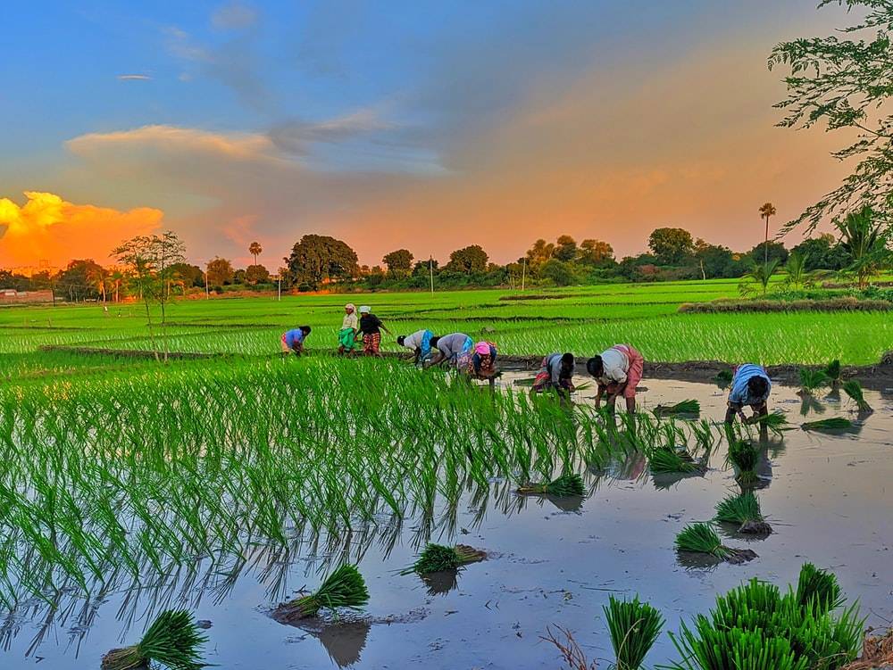 Farmers Working in  Paddy Field