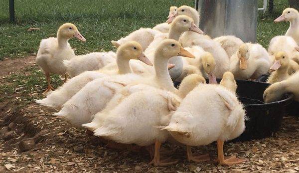 Ducks Drinking Water