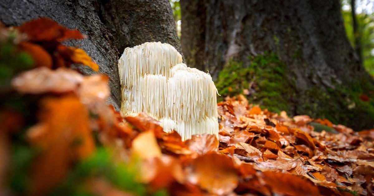 Lion;s Mane Mushroom