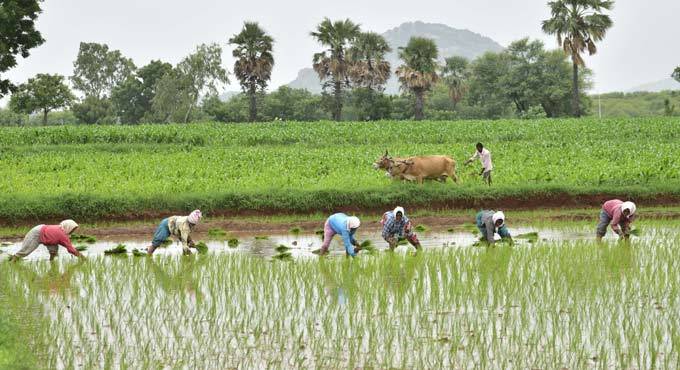 Rice Field