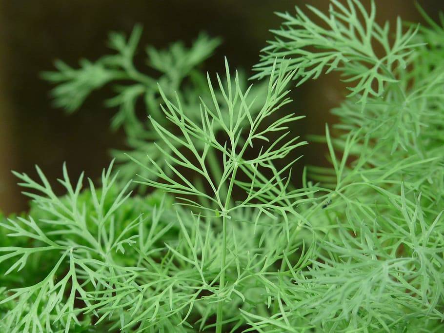 Dill Leaves