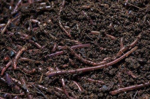 Worms In The Soil