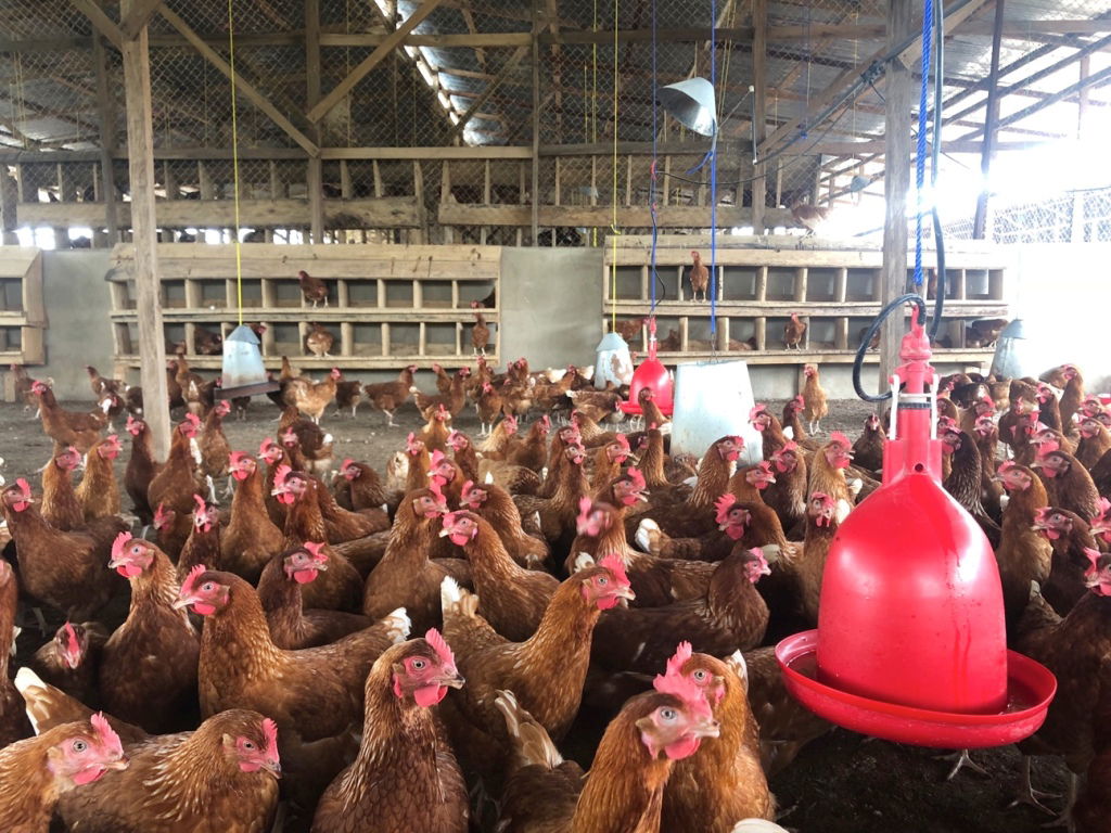 A Guide To Poultry Farming Business In India