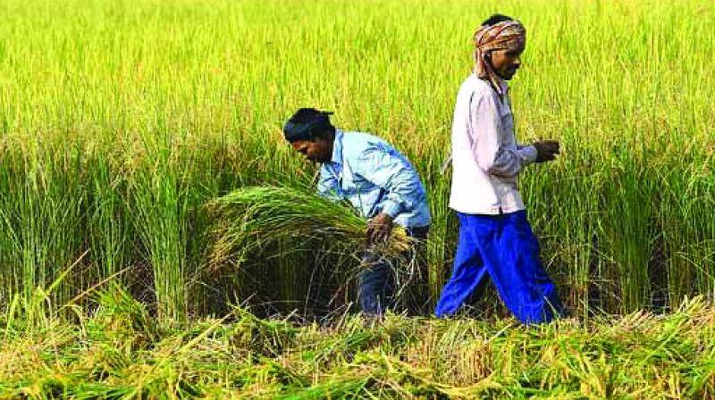 Food Grain Output Likely to Reach New High of 150 Million Tonnes This Year