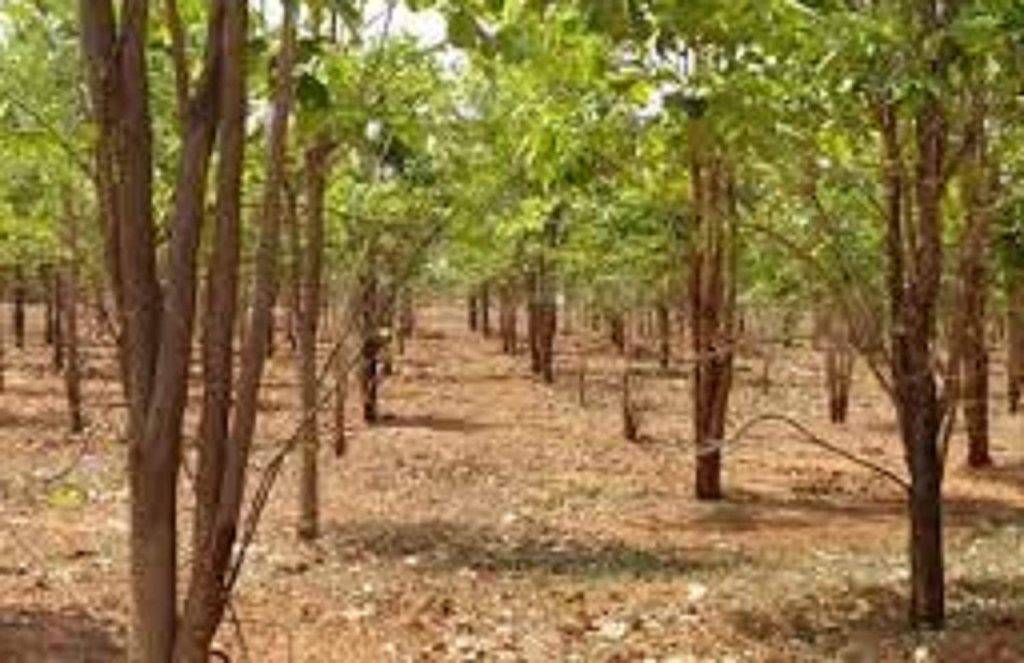 Vishwas Sandalwood Farms | Sandalwood Cultivation