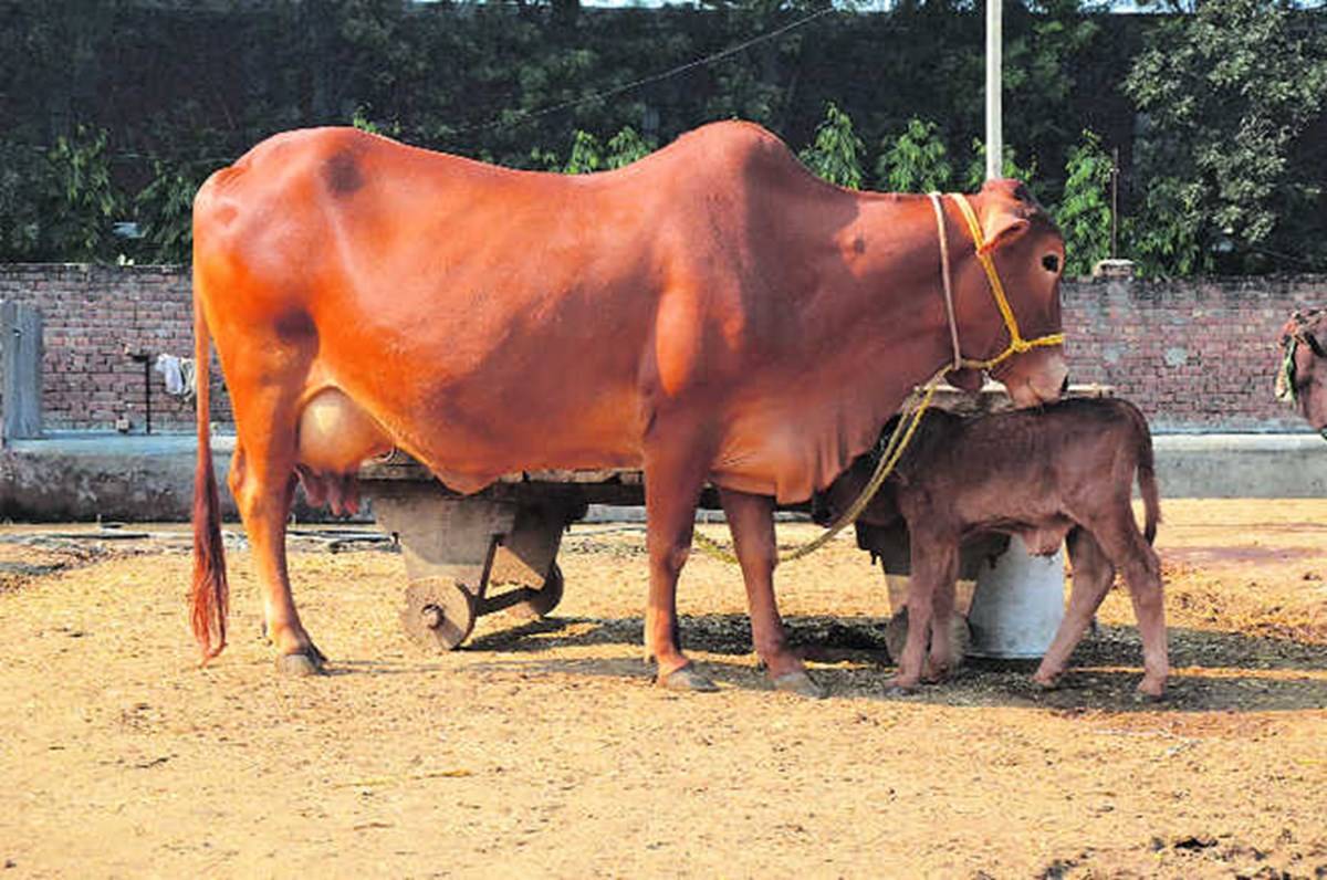 Sahiwal Cow Standing With Its Calf