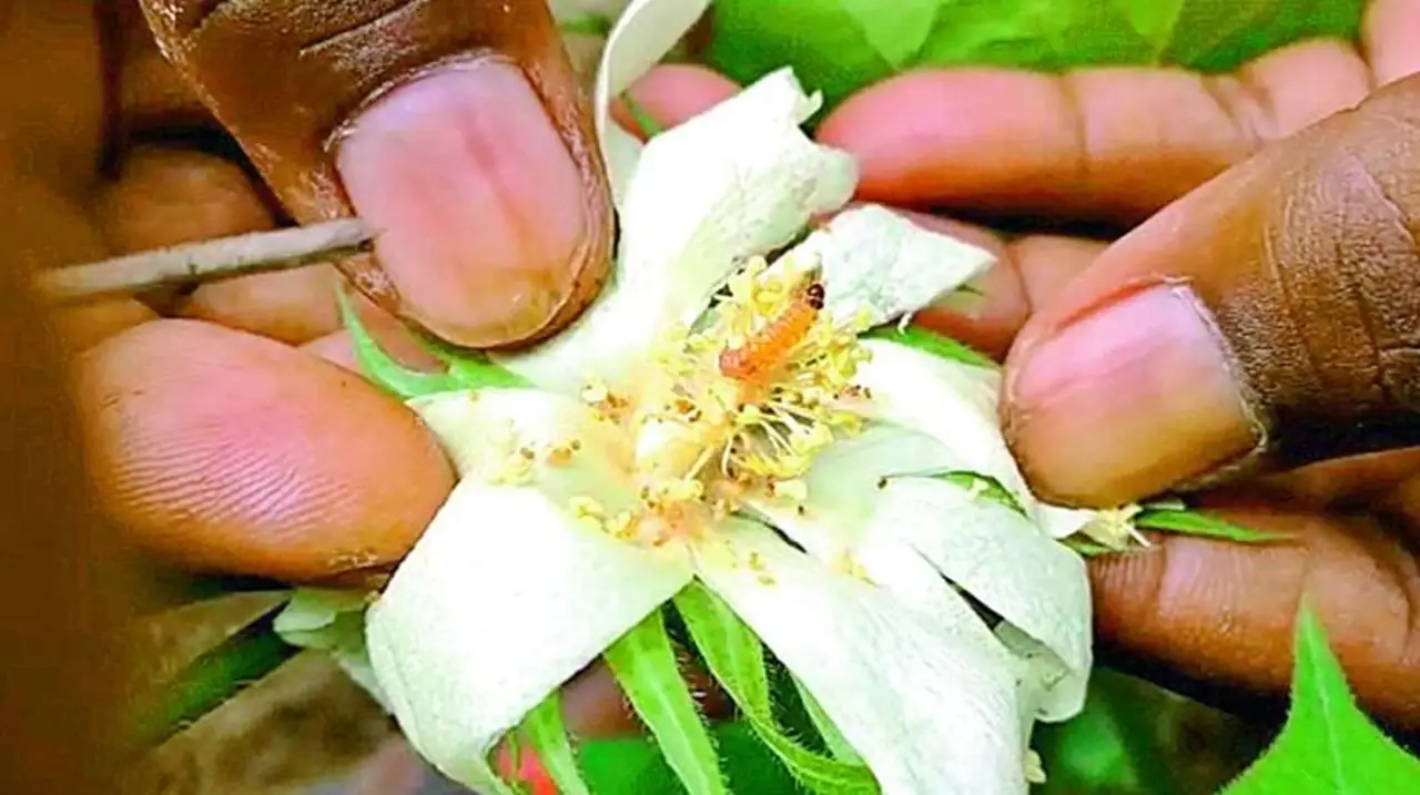Pink Bollworm attack on cotton crop