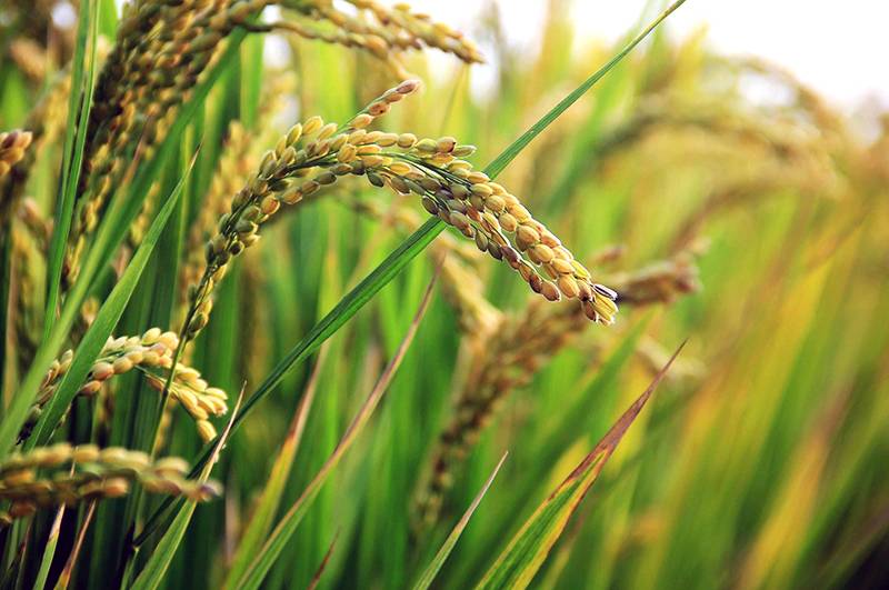 Rice crop