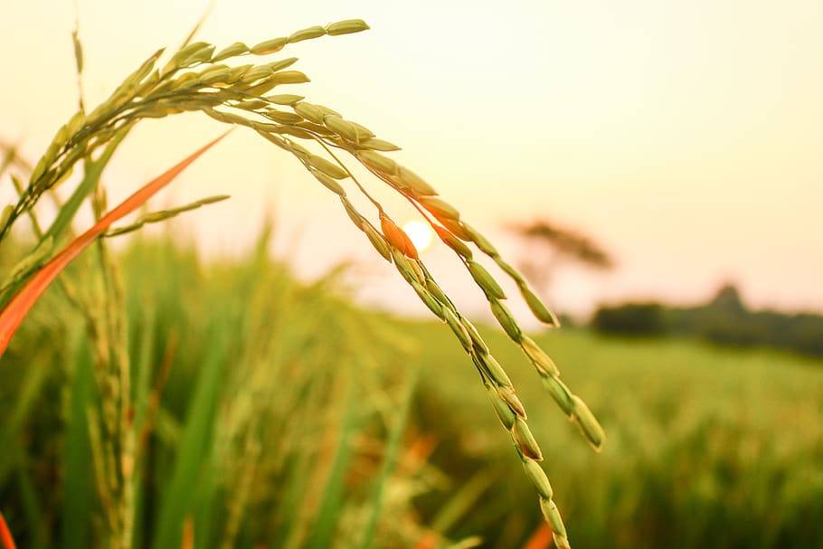 Cultivation of Oats