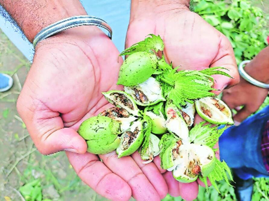 Pest attack on cotton crop