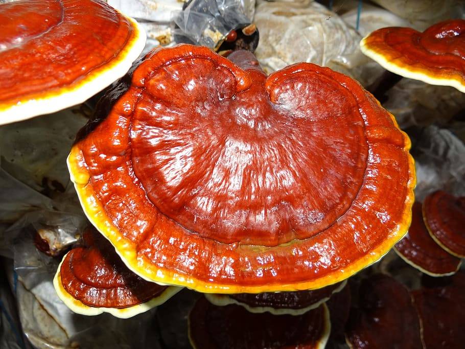 Reishi Mushroom