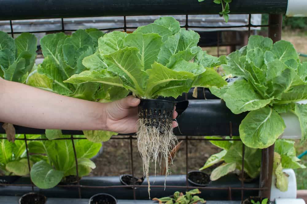 Hydroponics vs Soil