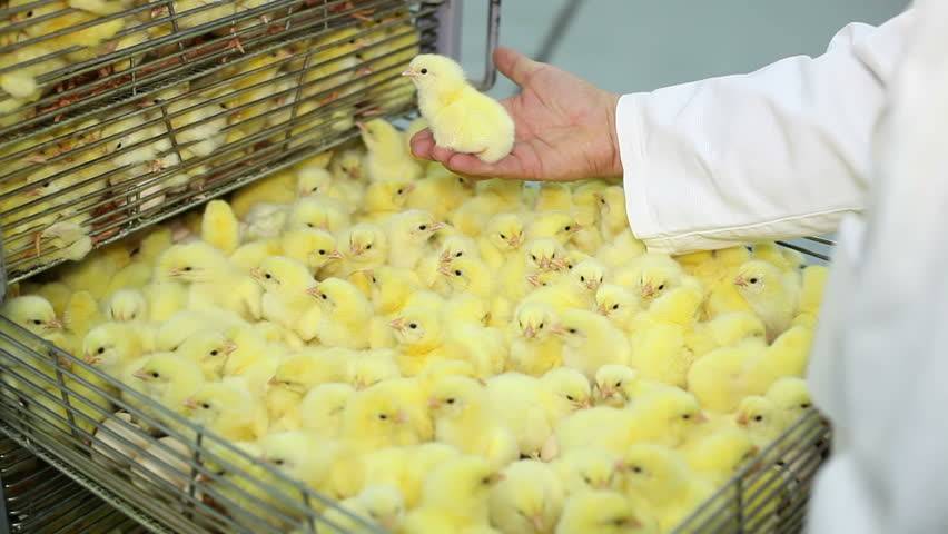 Chicks and Artificial Incubator