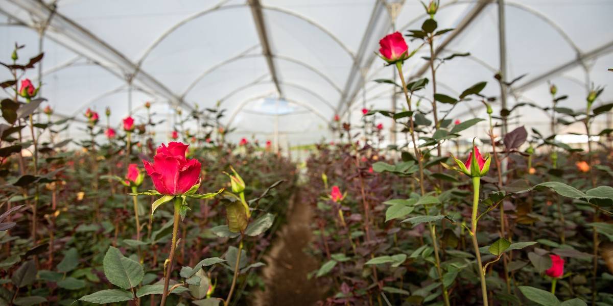 Rose Farming