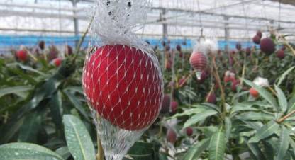 Harvesting Miyazaki mangoes by sliding them in a net bag