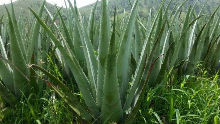 Aloe Vera