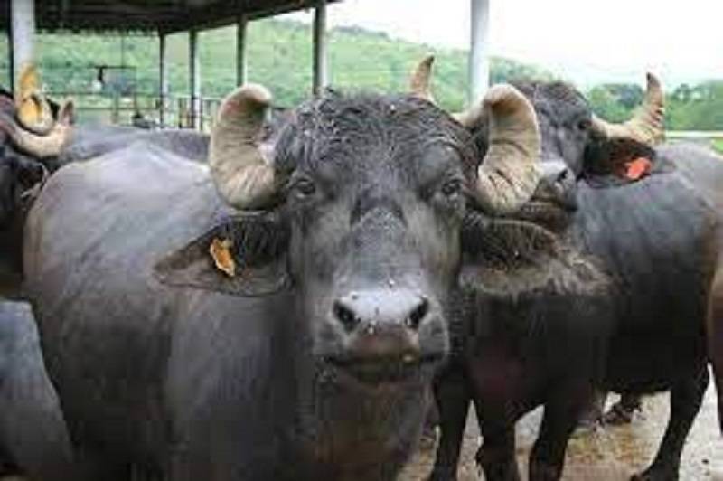 Dharwad Breed of Buffalo