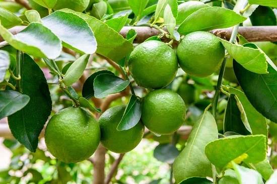 Fresh Lemons On The Branch Of A Tree