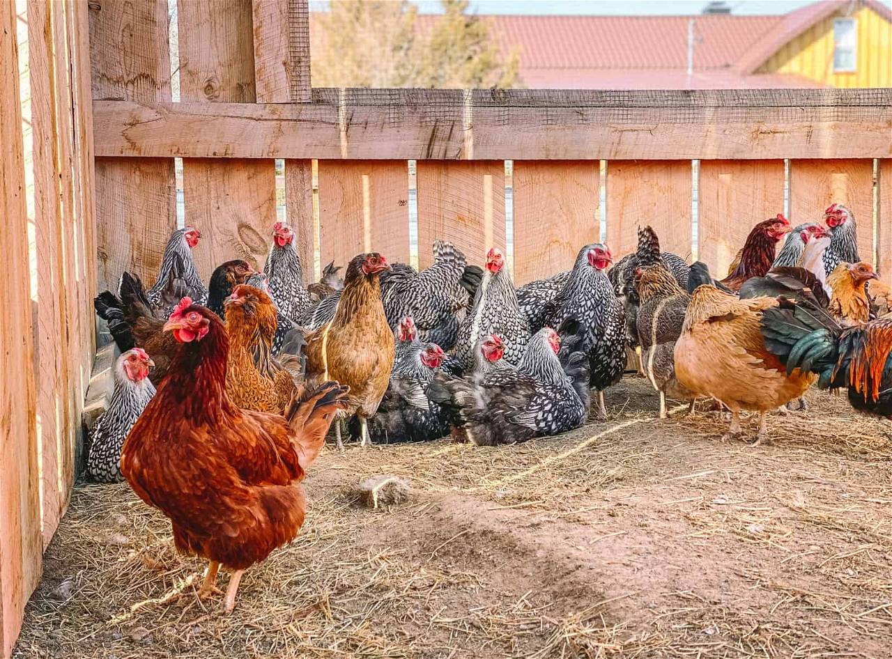 Laying Hens In The Poultry House