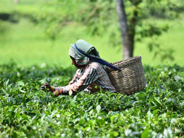 Female Farmer Plucking Tea Plants