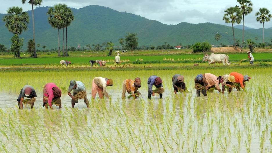 Rice Field