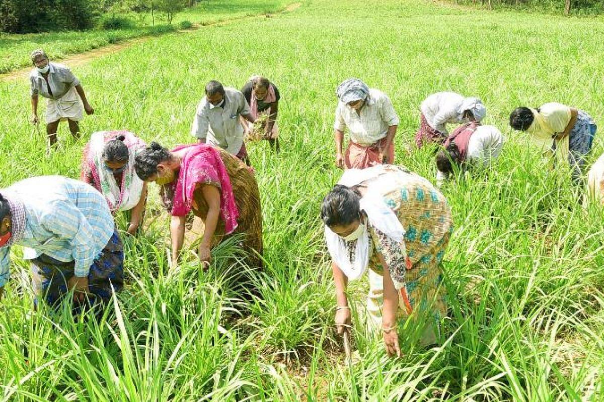 Farmers Working In The Field