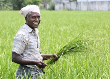 Farmer In The Field