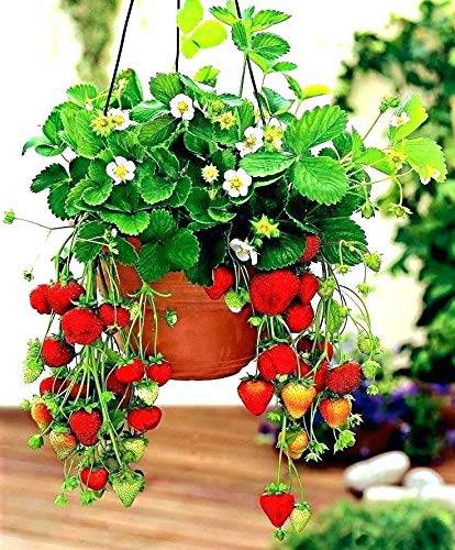 Strawberry Plant in Hanging Basket