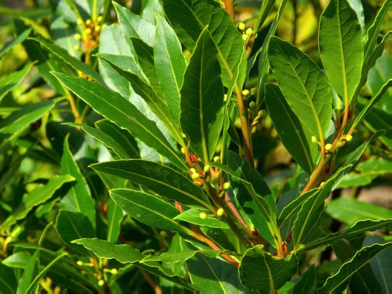 Bay Leaf Tree