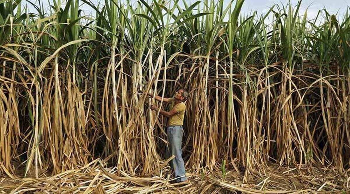 Sugarcane farm