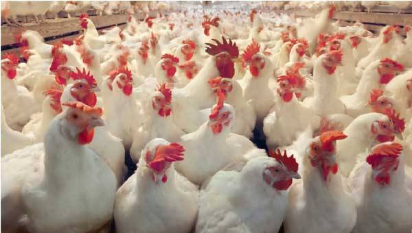 Poultry Farming