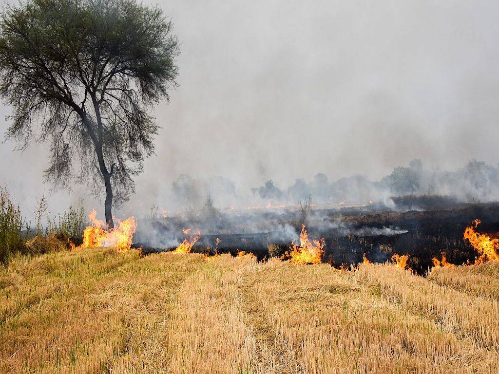 Stubble Burning