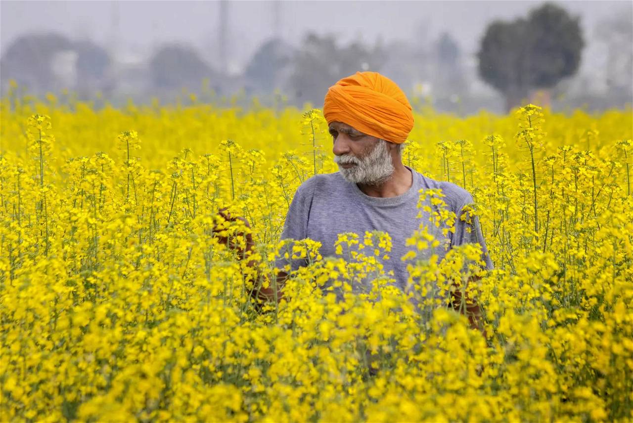 Farmer in the Mustard Field